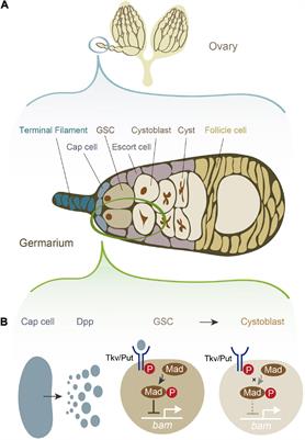 Regulation of Mating-Induced Increase in Female Germline Stem Cells in the Fruit Fly Drosophila melanogaster